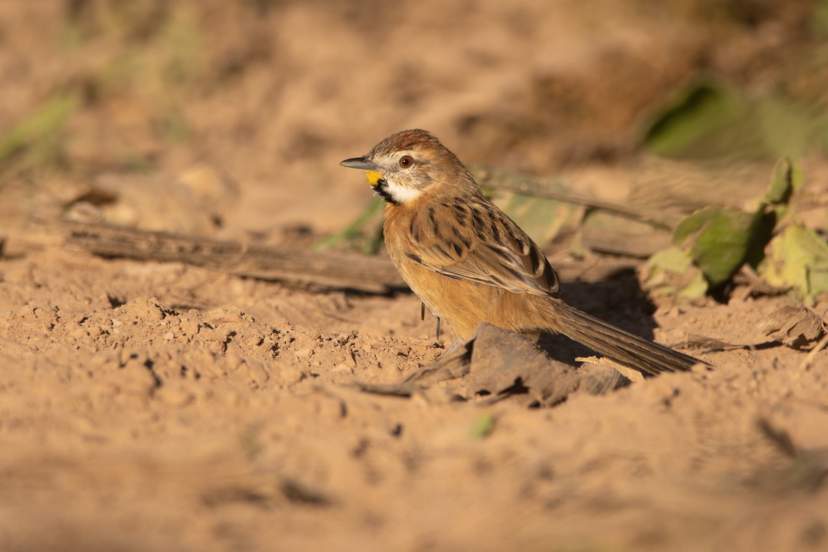 Chotoy Spinetail - ML222781581