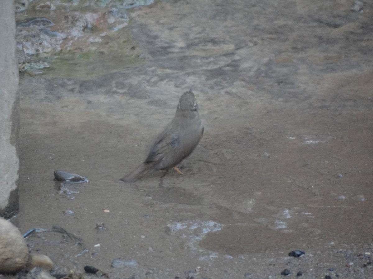 Sulphur-bellied Warbler - ML222782371