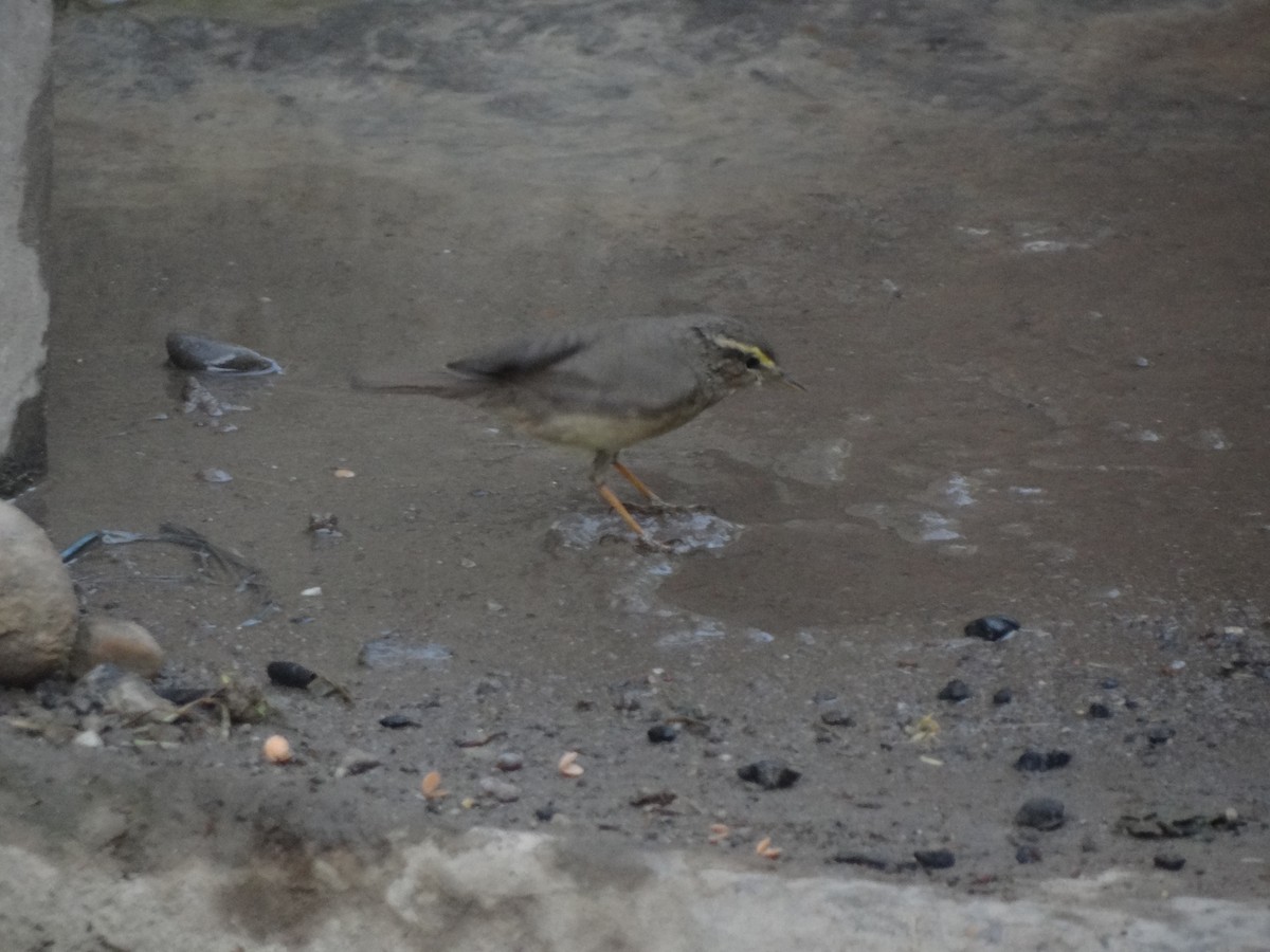 Sulphur-bellied Warbler - Taukeer Alam Lodha