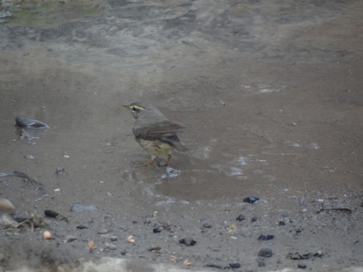 Sulphur-bellied Warbler - ML222782441