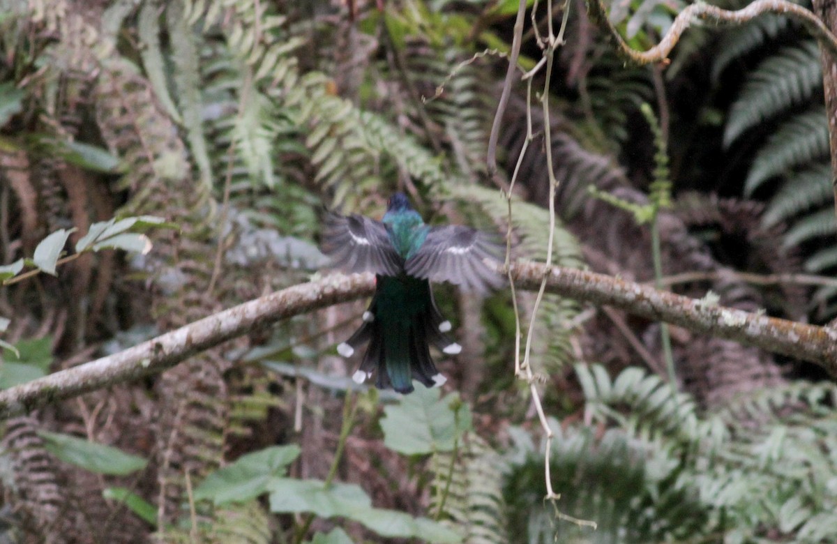 Masked Trogon - ML22278251