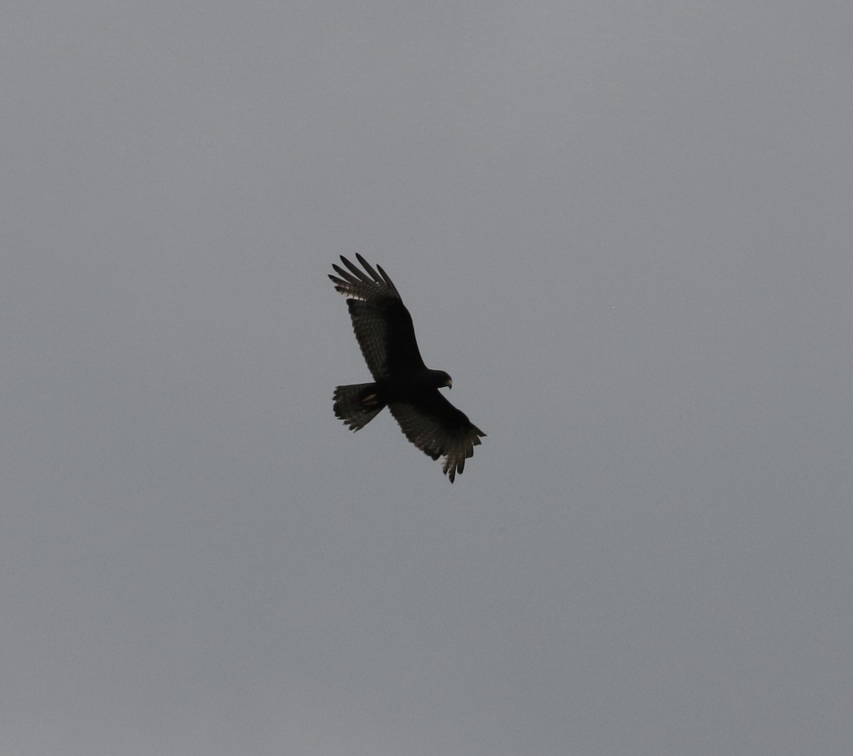 Zone-tailed Hawk - ML222782881