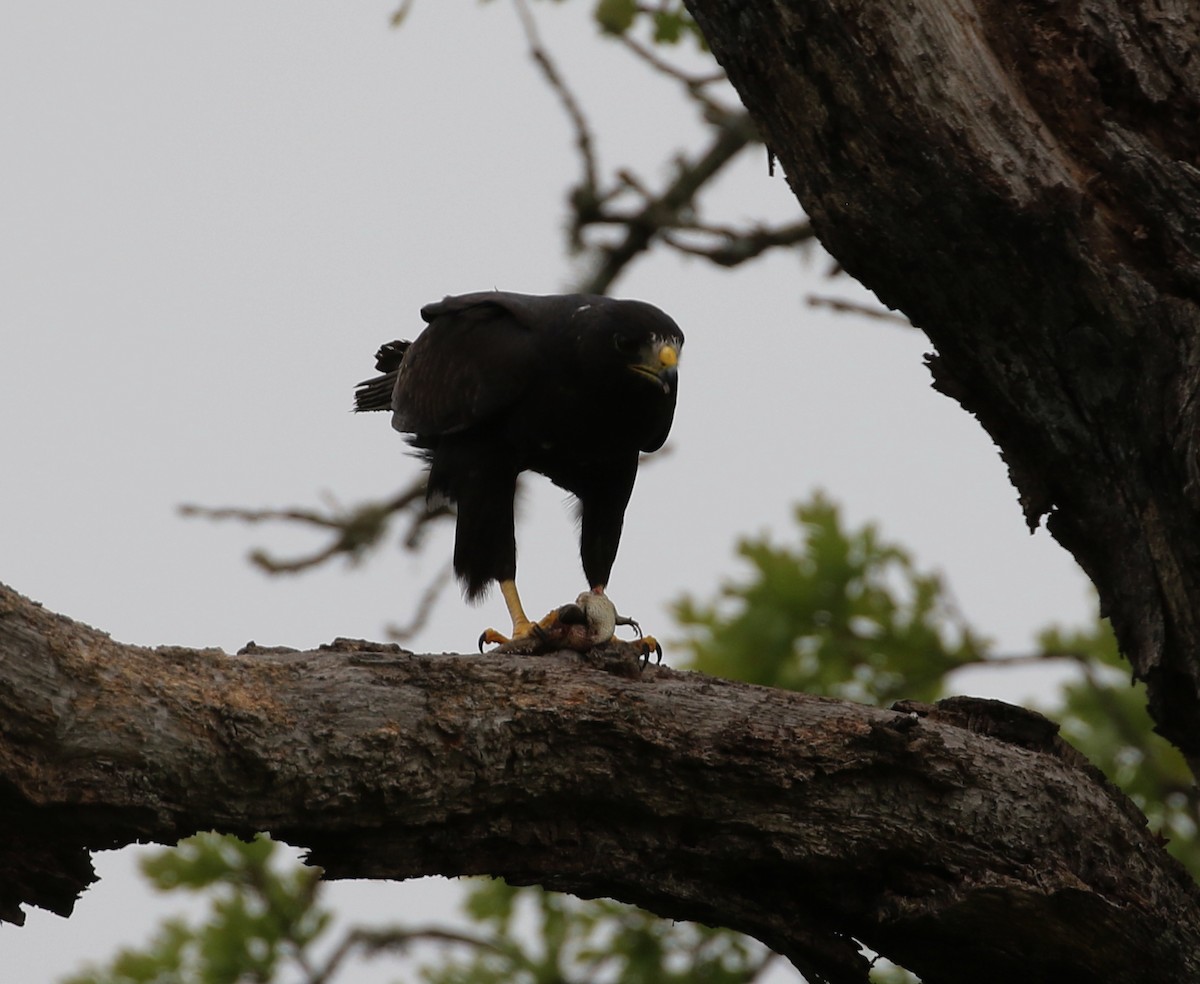 Zone-tailed Hawk - ML222782891