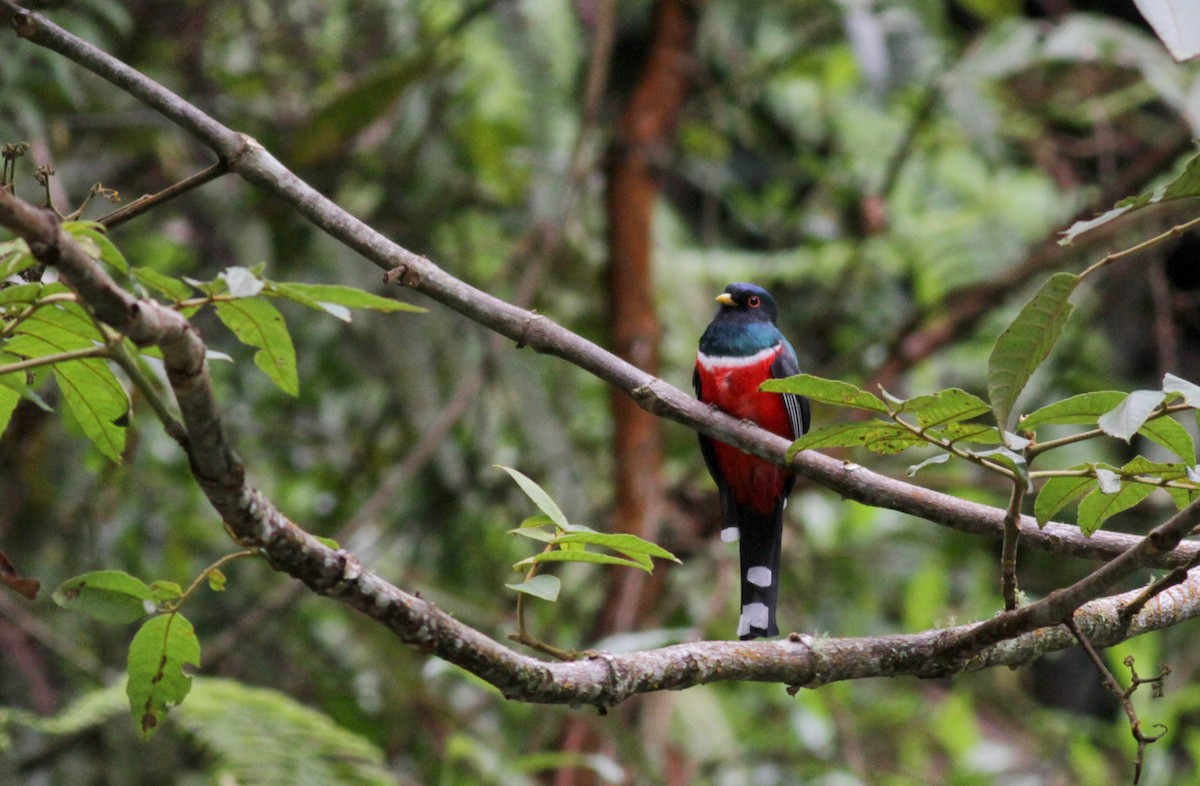 Masked Trogon - Jay McGowan