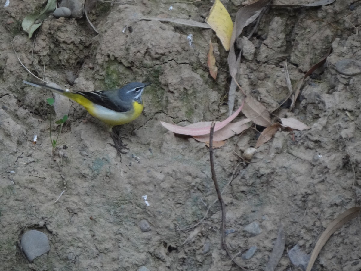 Gray Wagtail - ML222783151