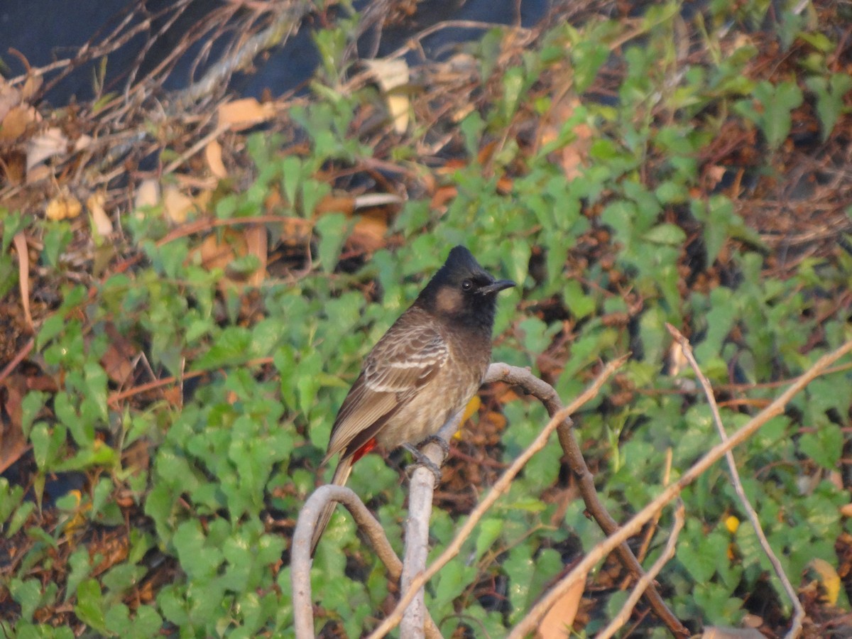 Red-vented Bulbul - ML222783531
