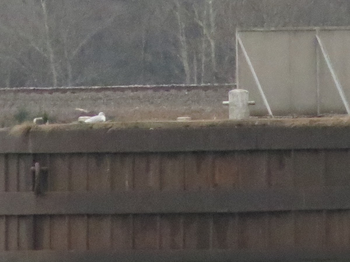 Ring-billed Gull - ML22278401