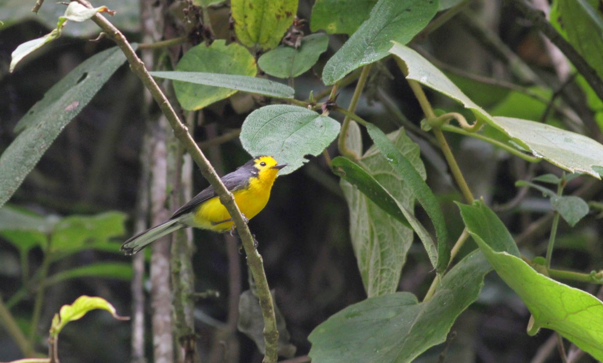 Golden-fronted Redstart (Golden-fronted) - Jay McGowan