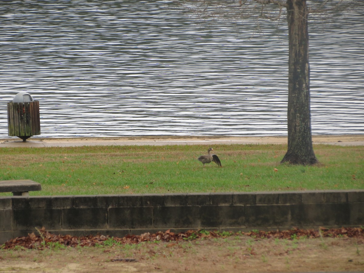 Greater White-fronted Goose - Daniel  Snell