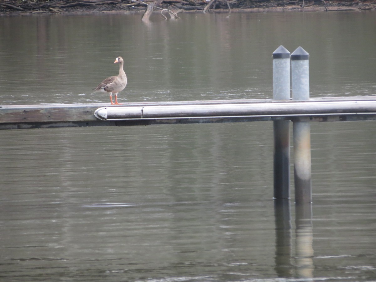 Greater White-fronted Goose - ML22278541