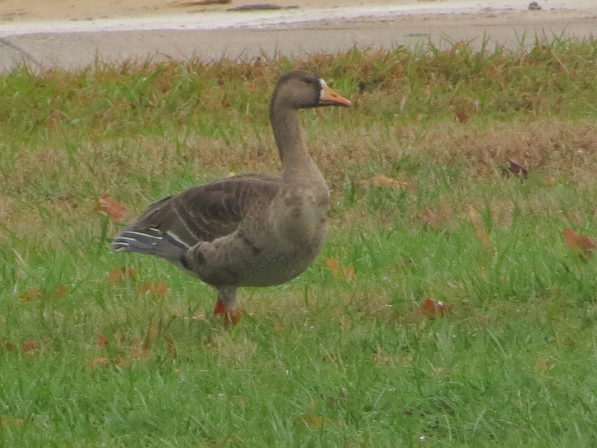 Greater White-fronted Goose - Daniel  Snell
