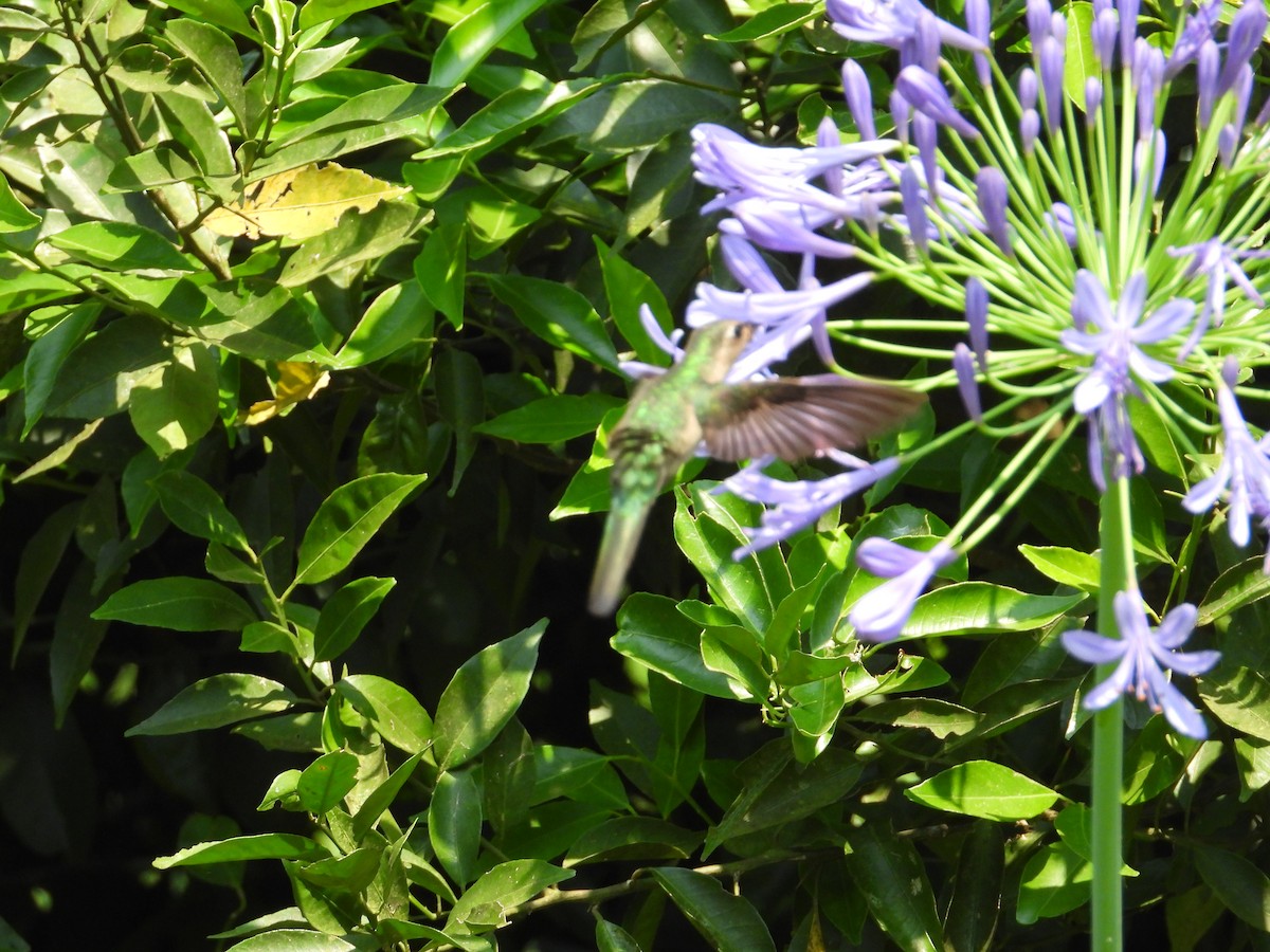 kolibřík klínoocasý (ssp. excellens) - ML222785831