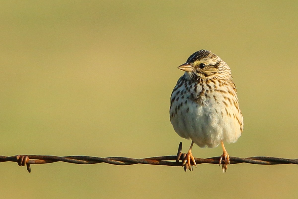 Savannah Sparrow - ML222785851