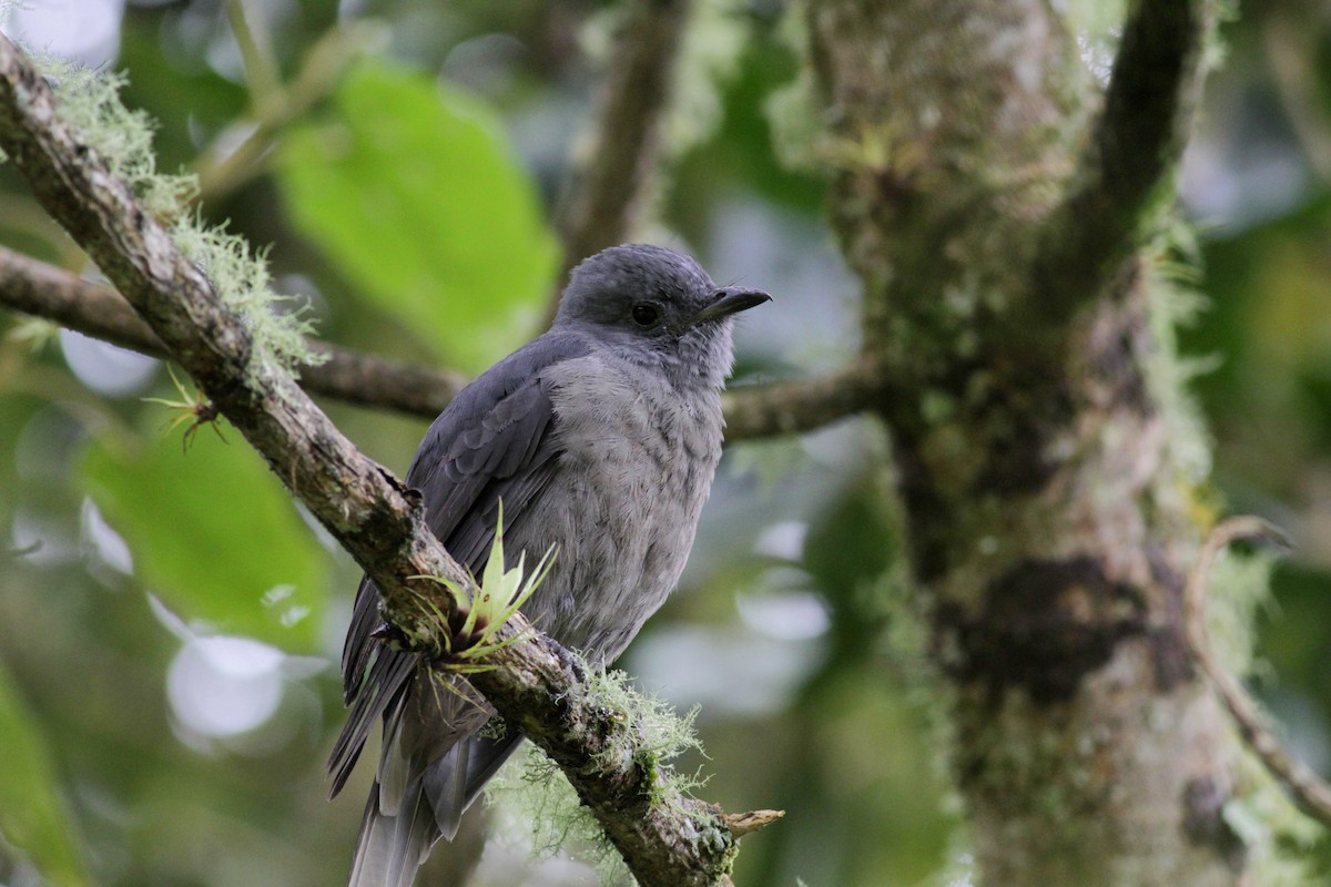 Dusky Piha - ML22278731