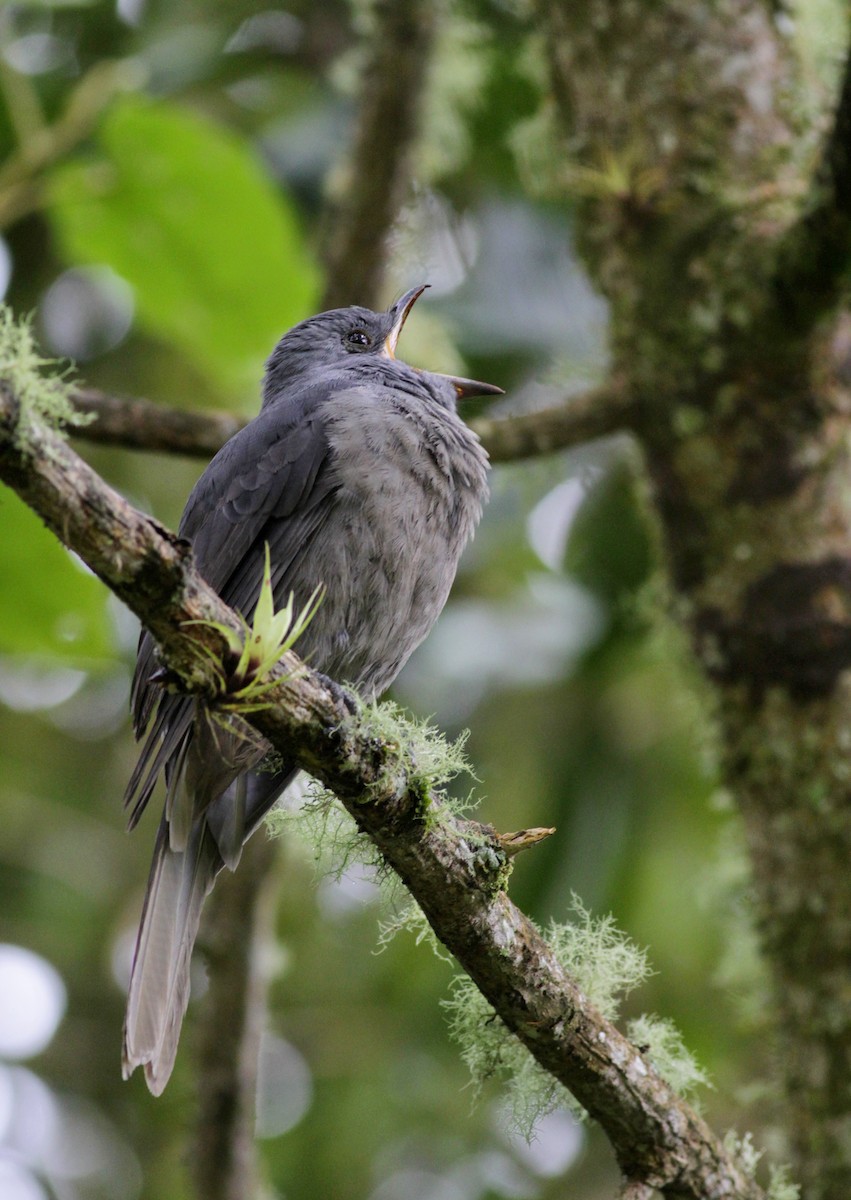 Dusky Piha - ML22278761