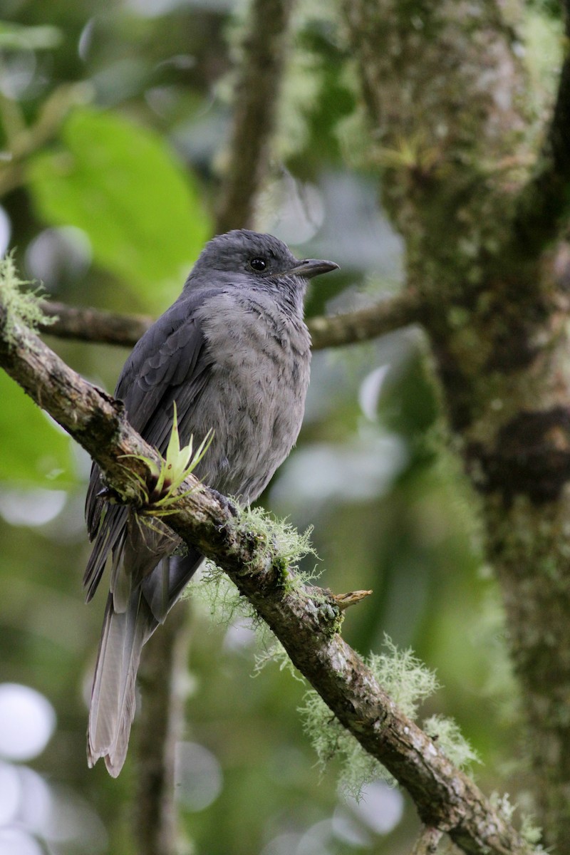 Dusky Piha - ML22278771