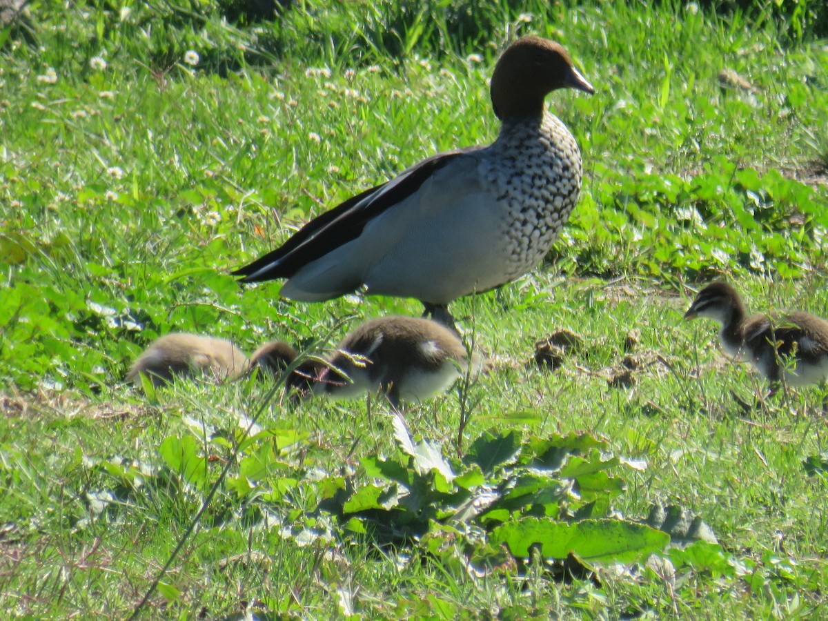 Canard à crinière - ML222787881