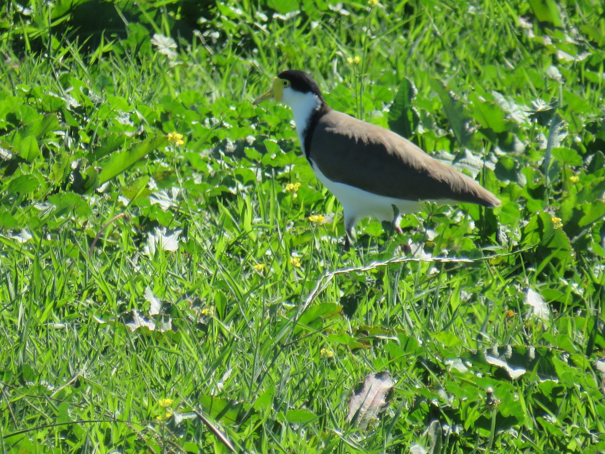 Masked Lapwing - ML222788311