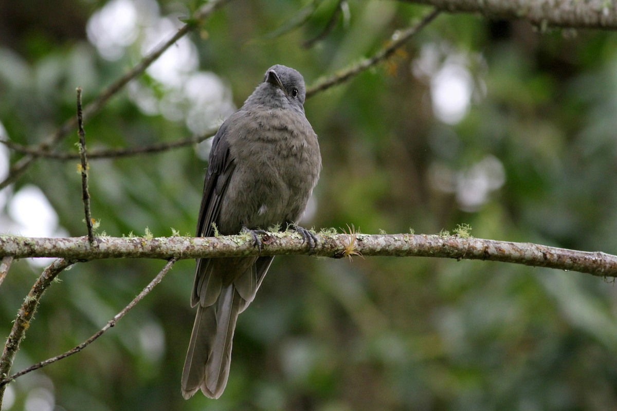 Guardabosques Oscuro - ML22278841