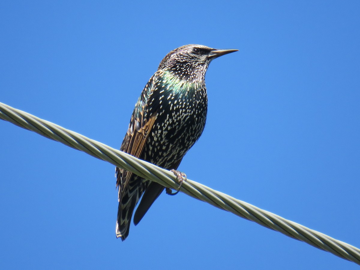 European Starling - ML222788501