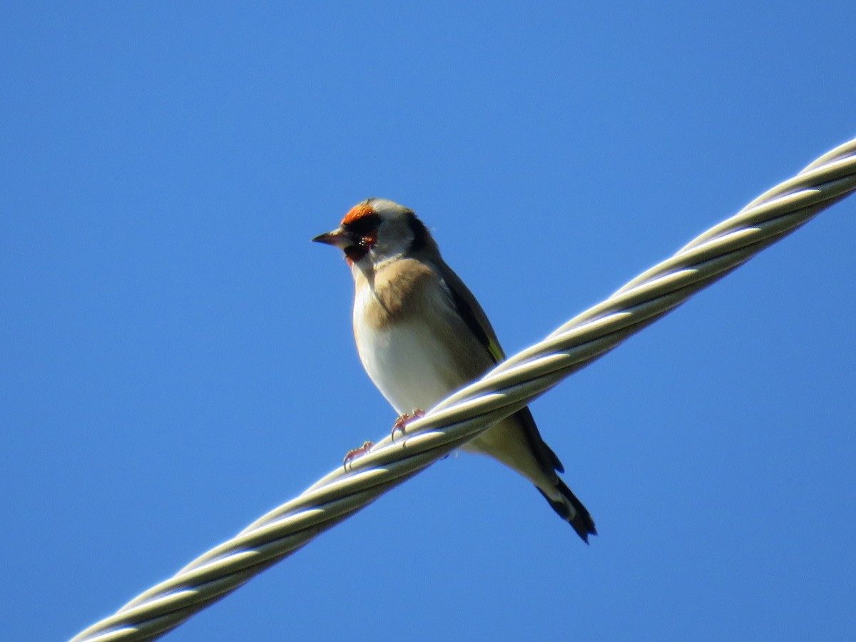 European Goldfinch - ML222788551