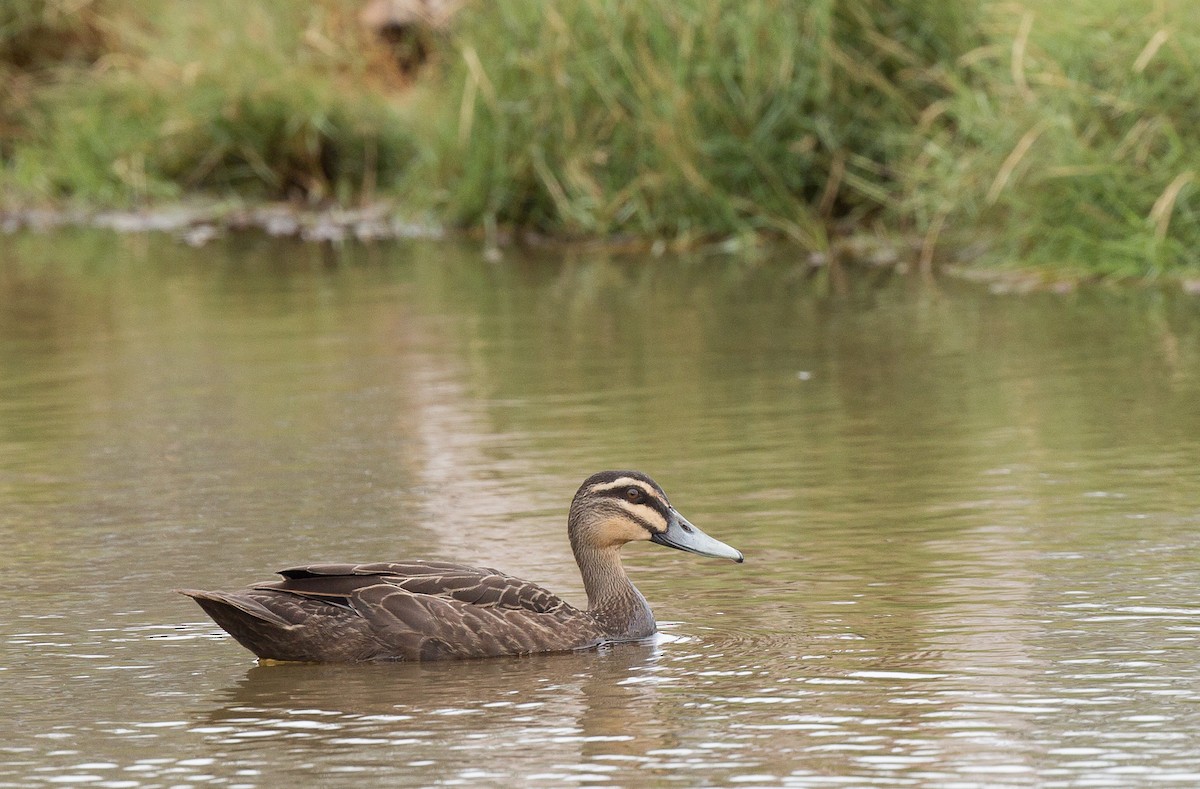 Pacific Black Duck - ML222788611