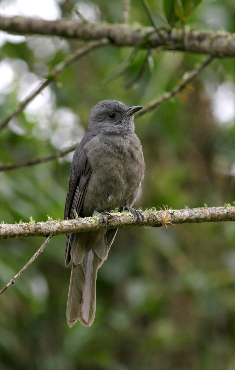 Dusky Piha - ML22278881