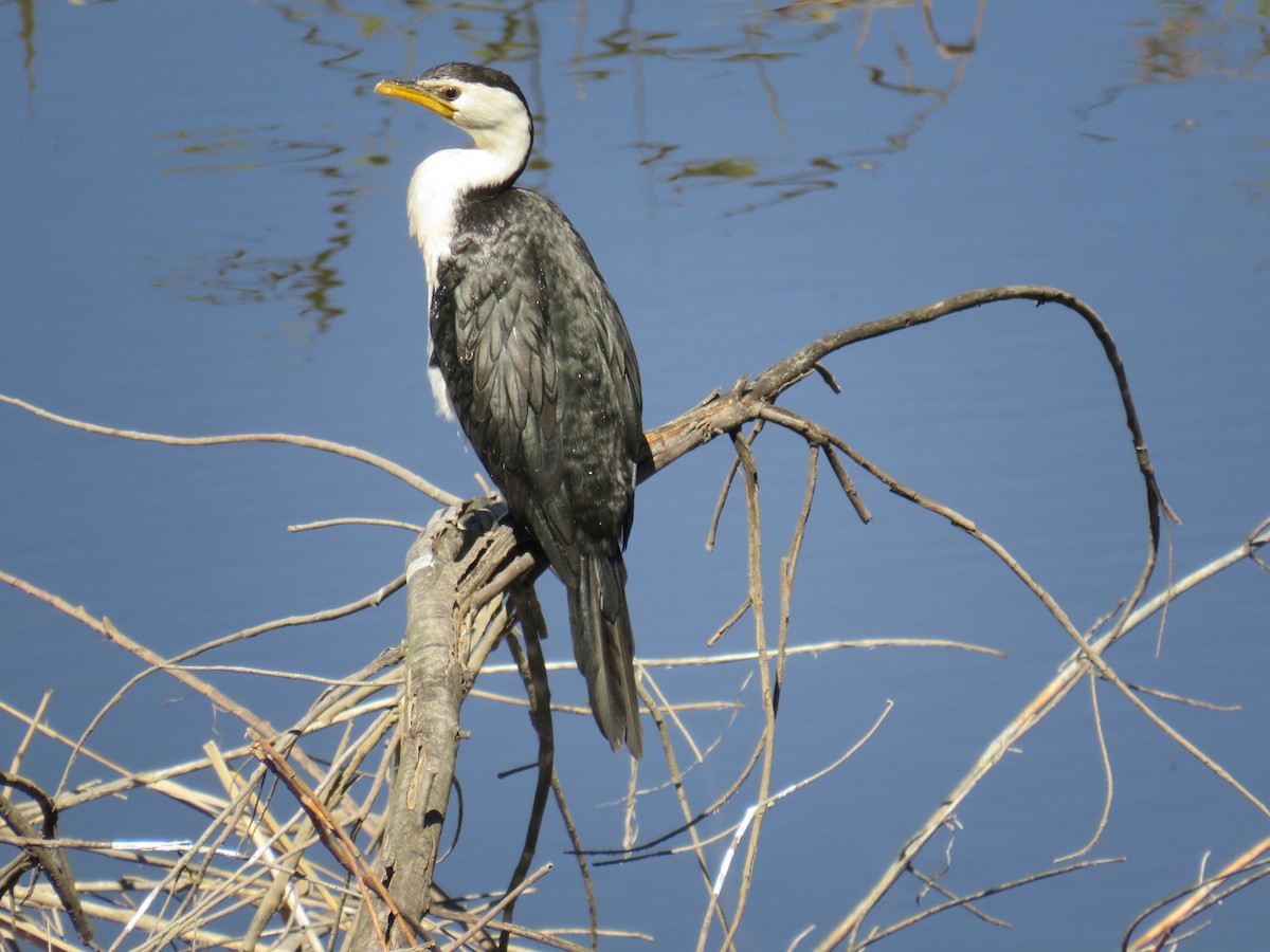 Little Pied Cormorant - Rodney Macready