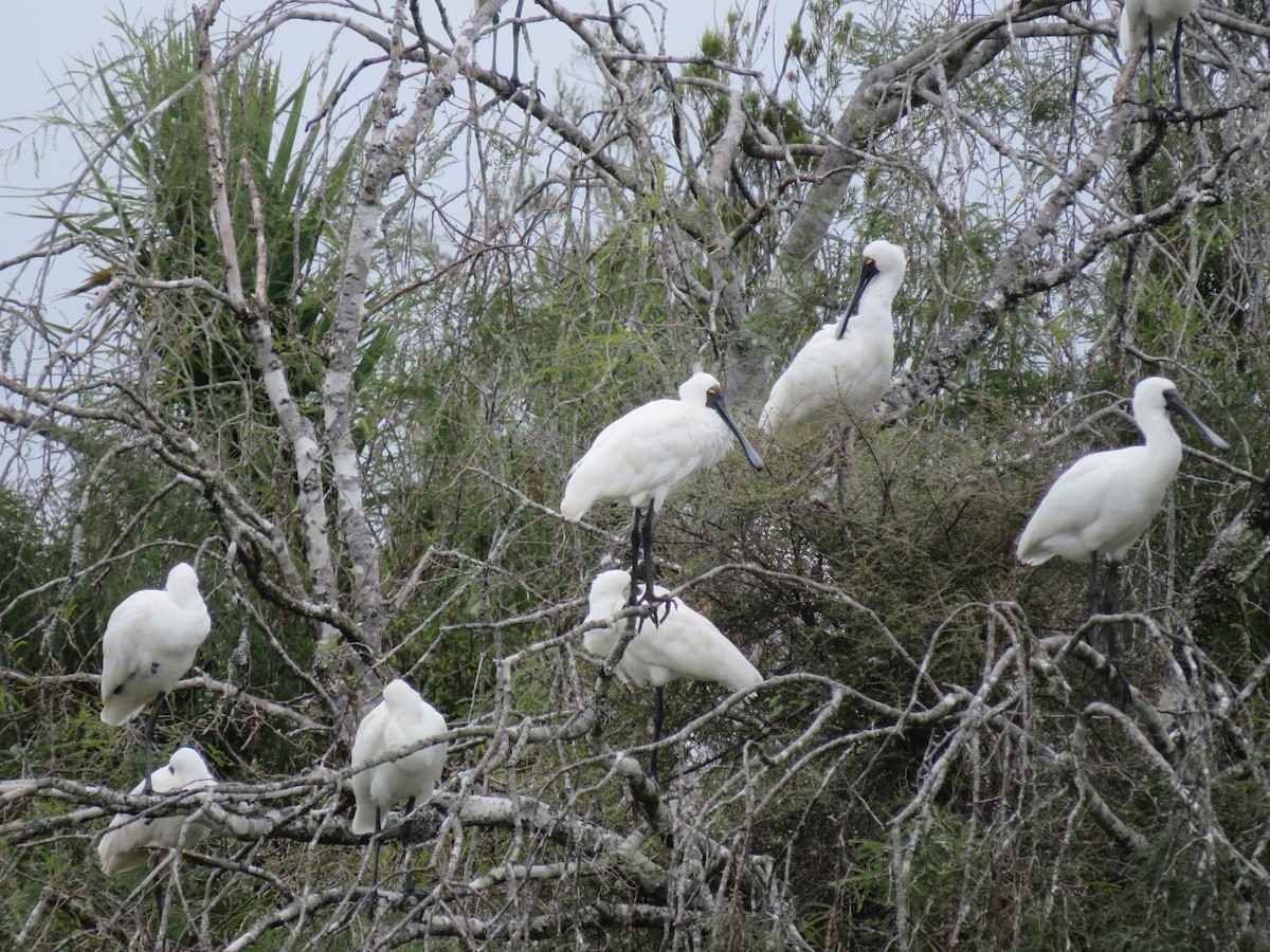 Royal Spoonbill - Sue F