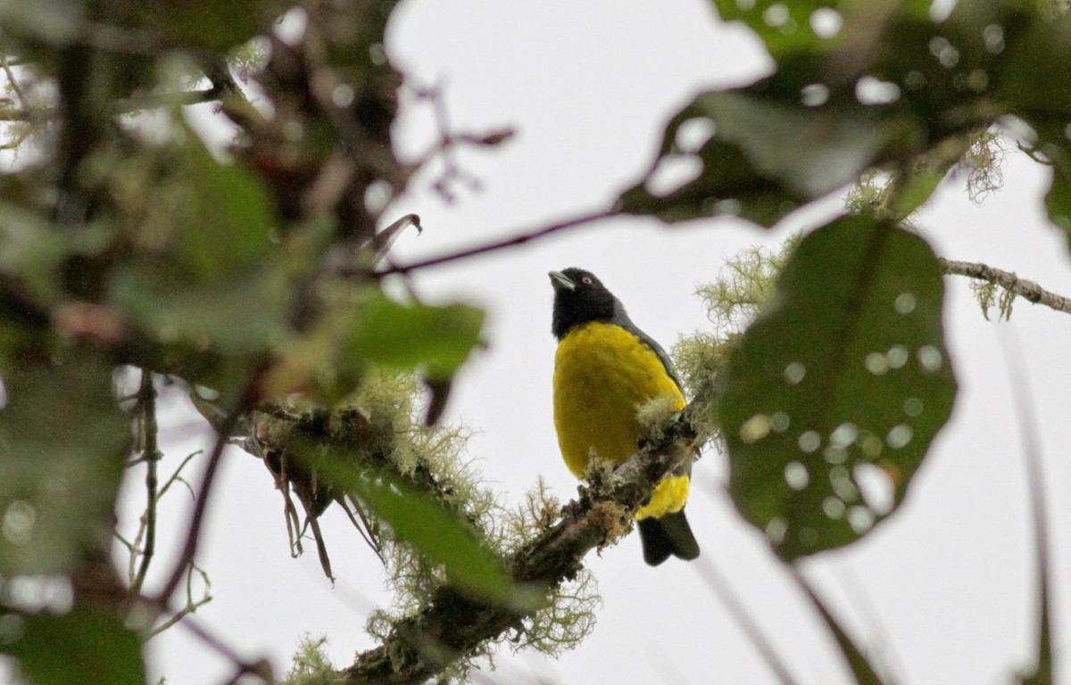 Hooded Mountain Tanager - ML22278991