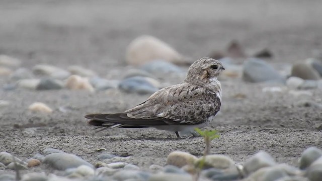 Sand-colored Nighthawk - ML222789961