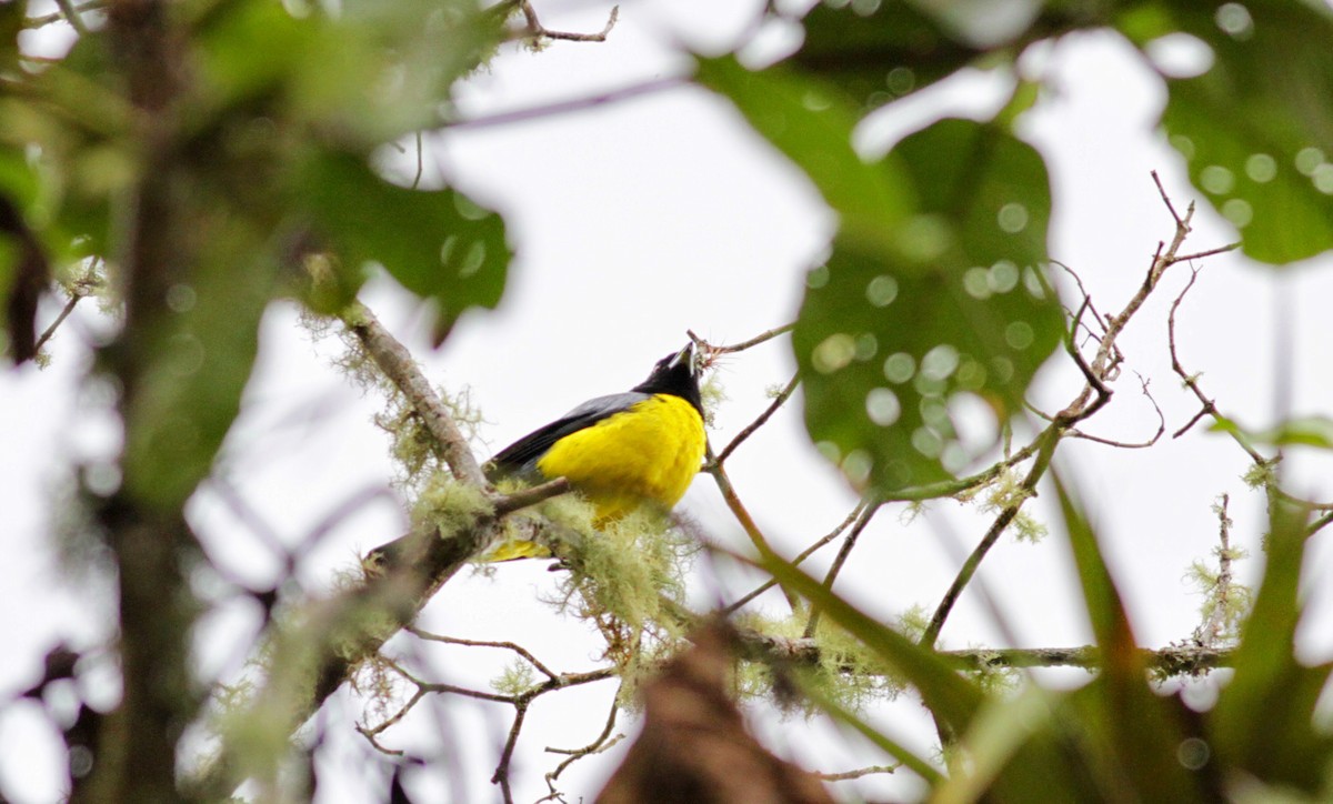 Hooded Mountain Tanager - ML22279001