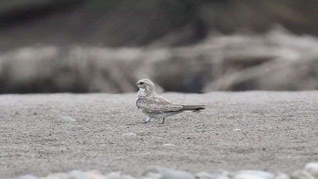 Sand-colored Nighthawk - ML222790161