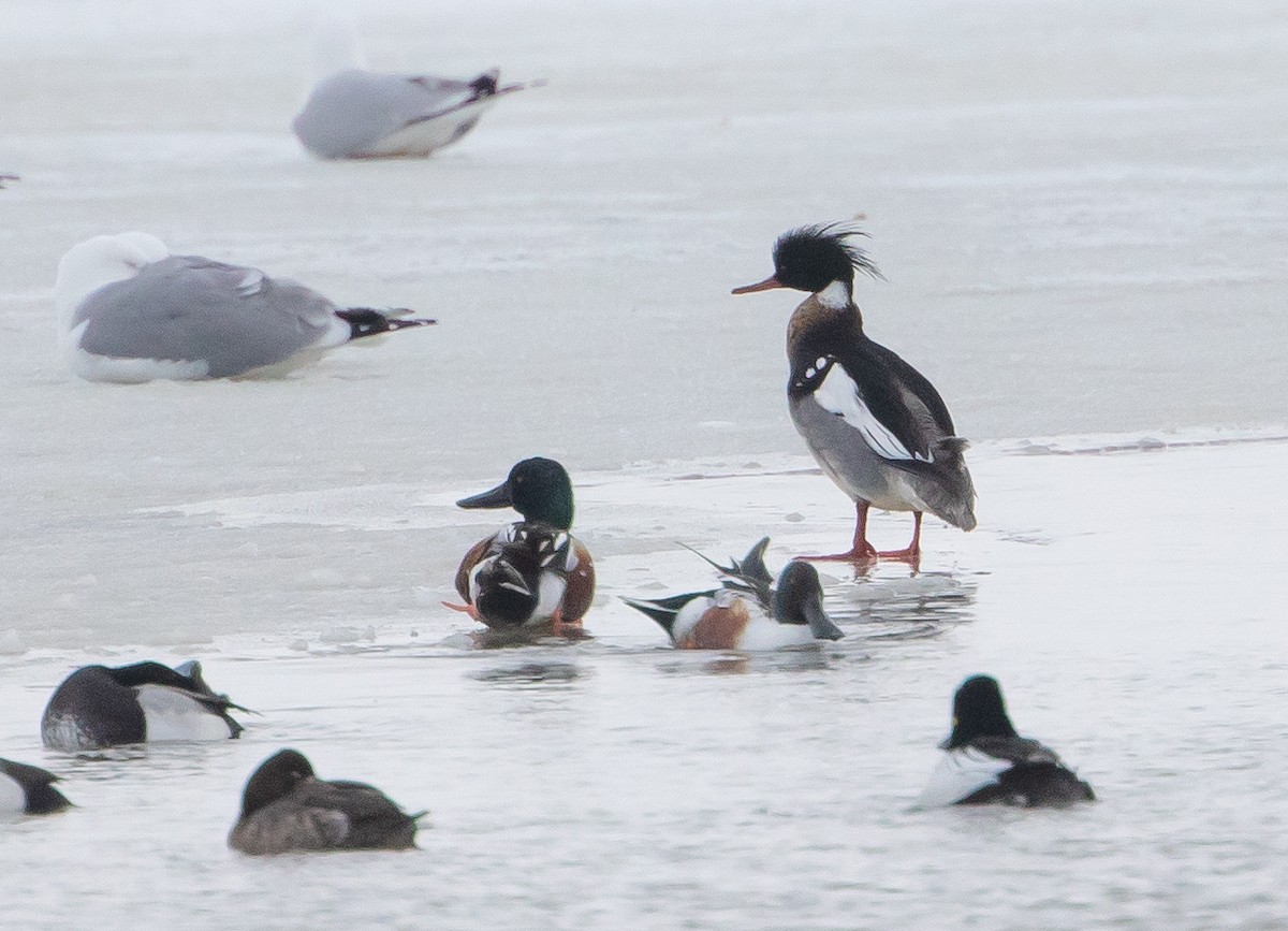 Red-breasted Merganser - ML222790861