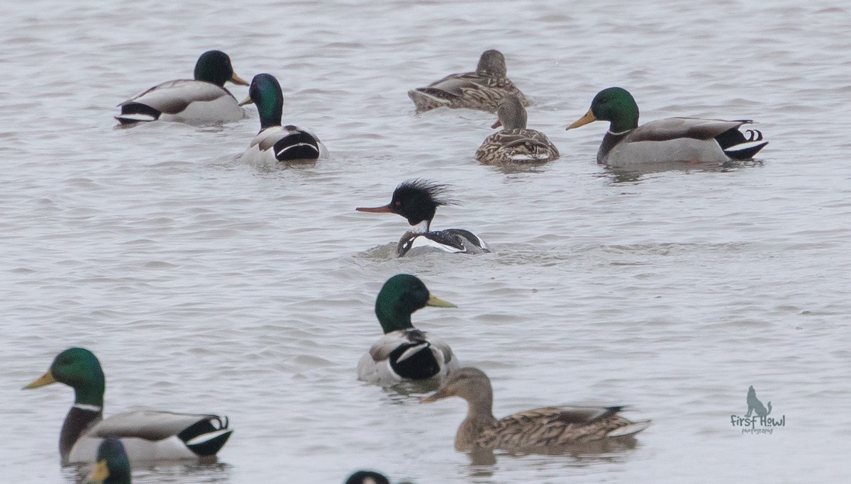 Red-breasted Merganser - ML222790891