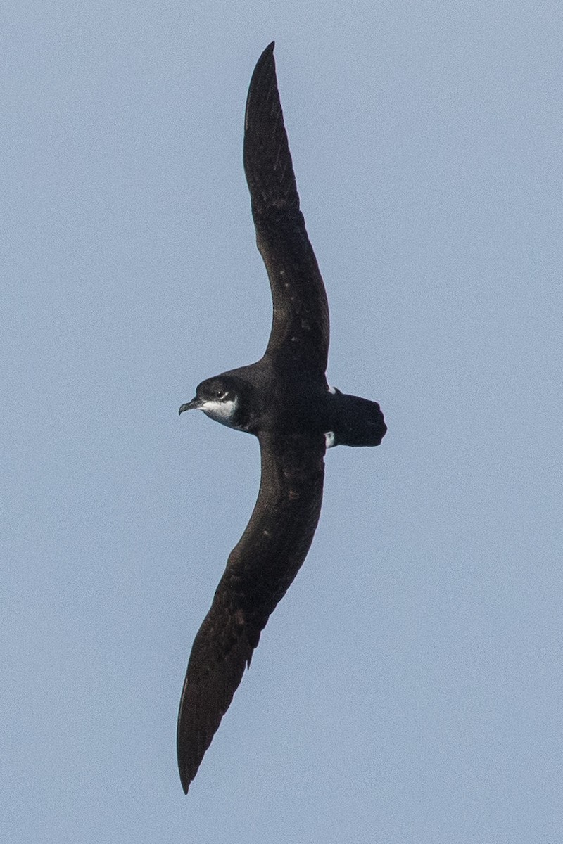 Newell's Shearwater - ML222791441