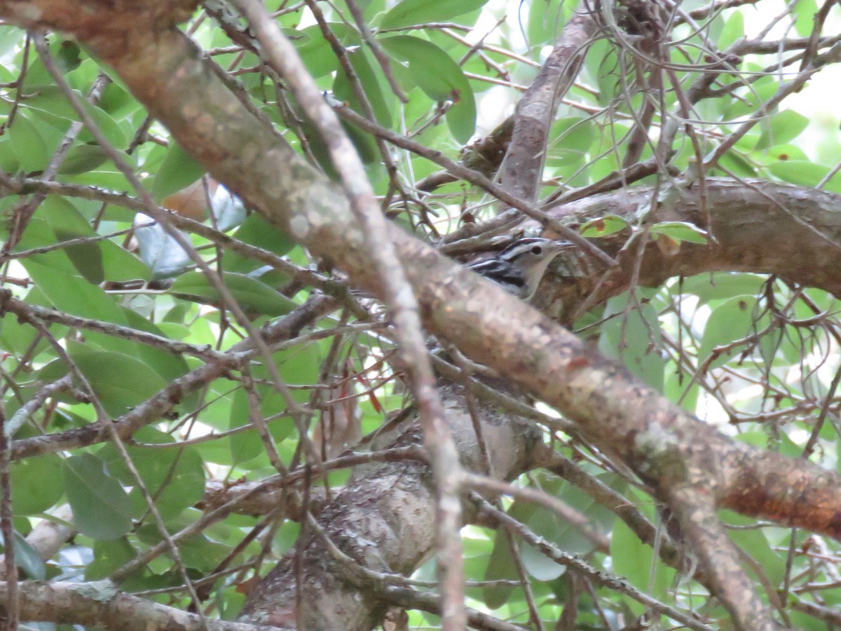 Black-and-white Warbler - Robin Potvin