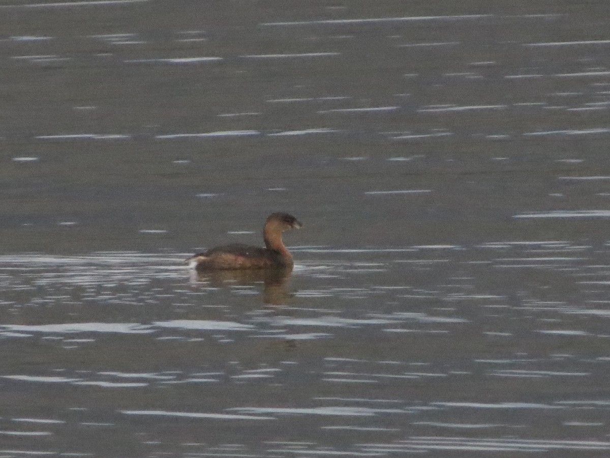 Pied-billed Grebe - ML22279201