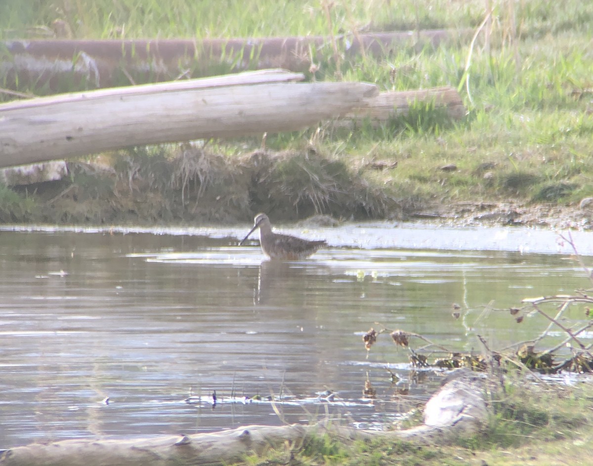 Long-billed Dowitcher - ML222792171