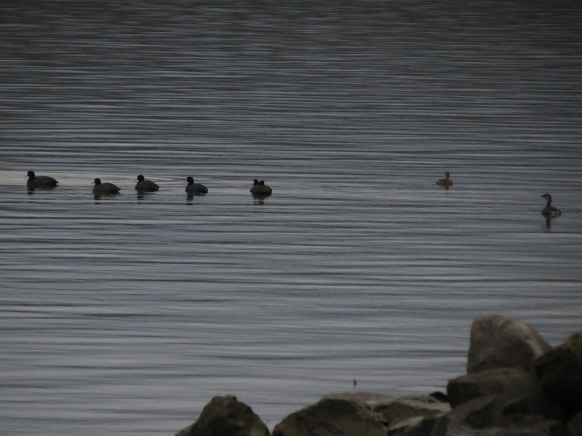 American Coot (Red-shielded) - ML22279271