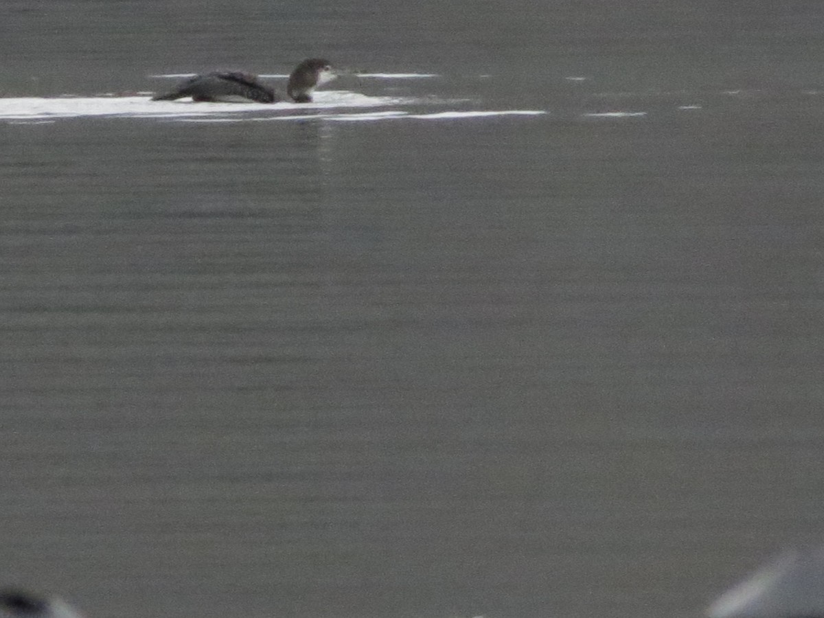 Common Loon - ML22279301