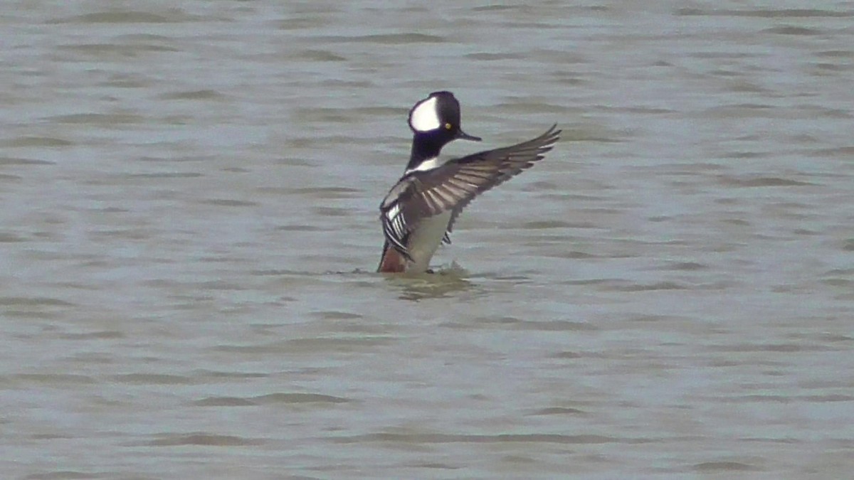 Hooded Merganser - ML22279391