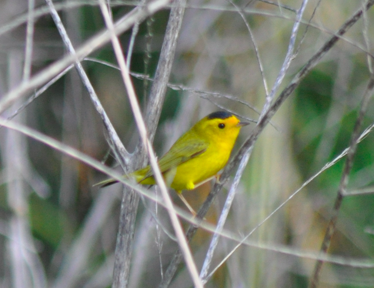 Wilson's Warbler - ML222794081