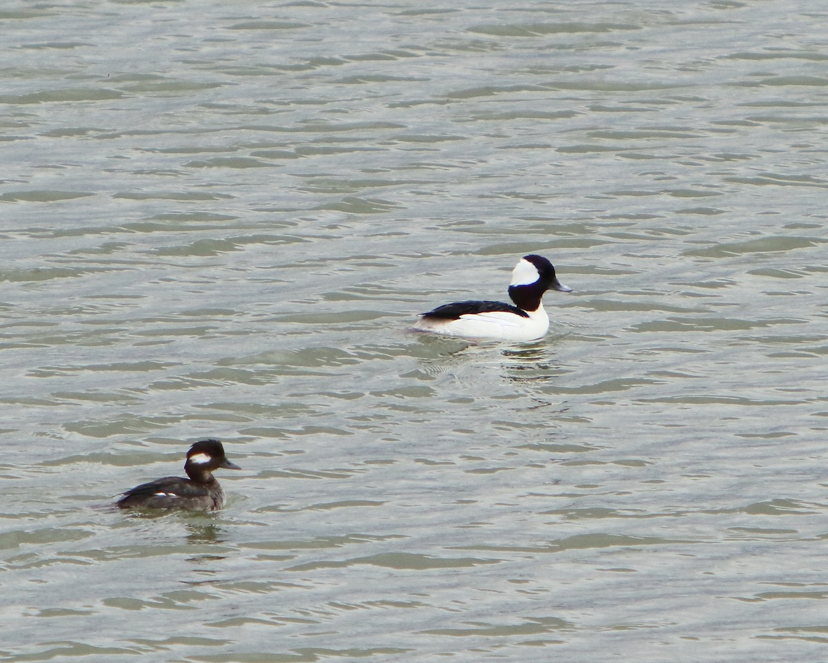 Bufflehead - ML222794151