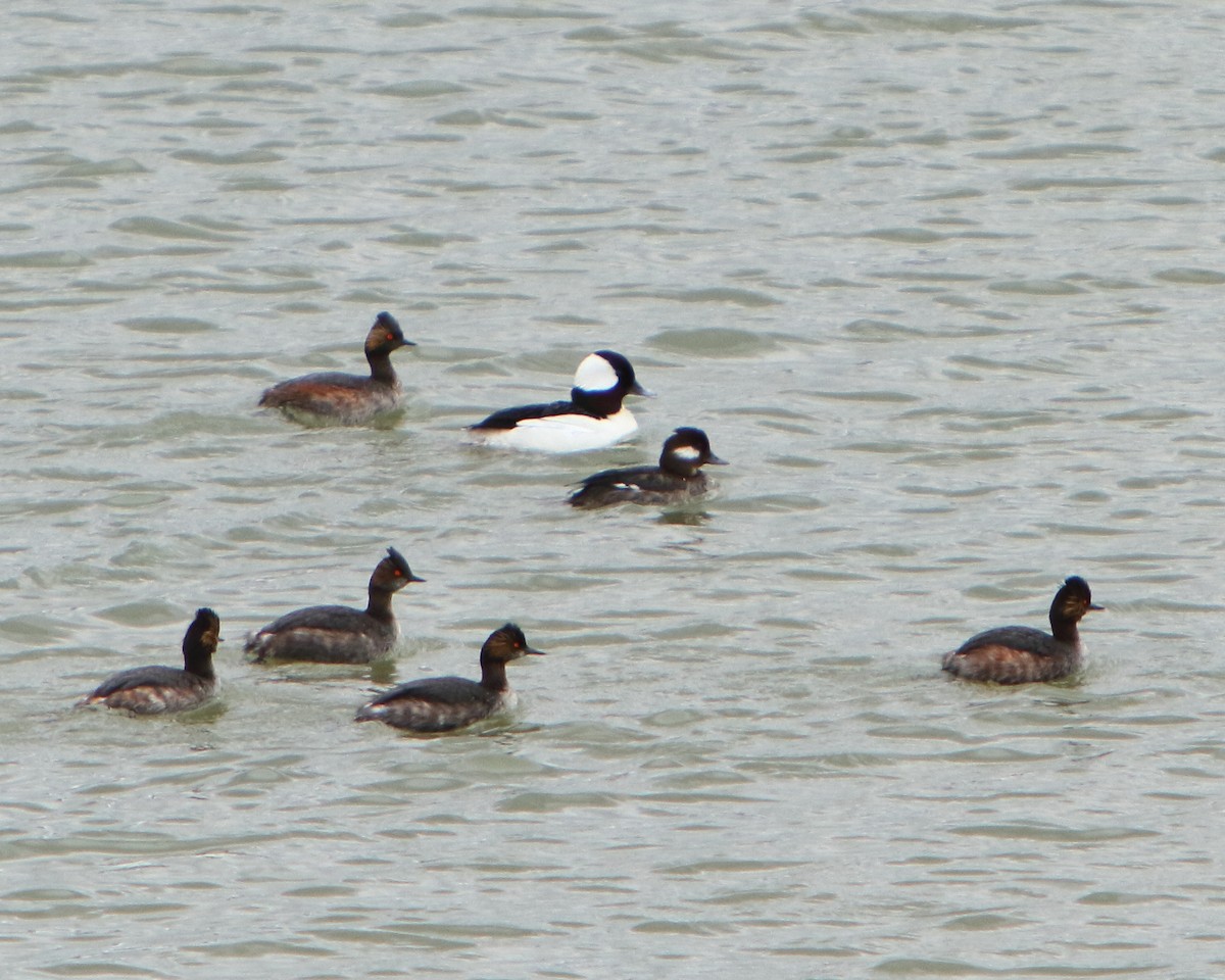 Bufflehead - ML222794251