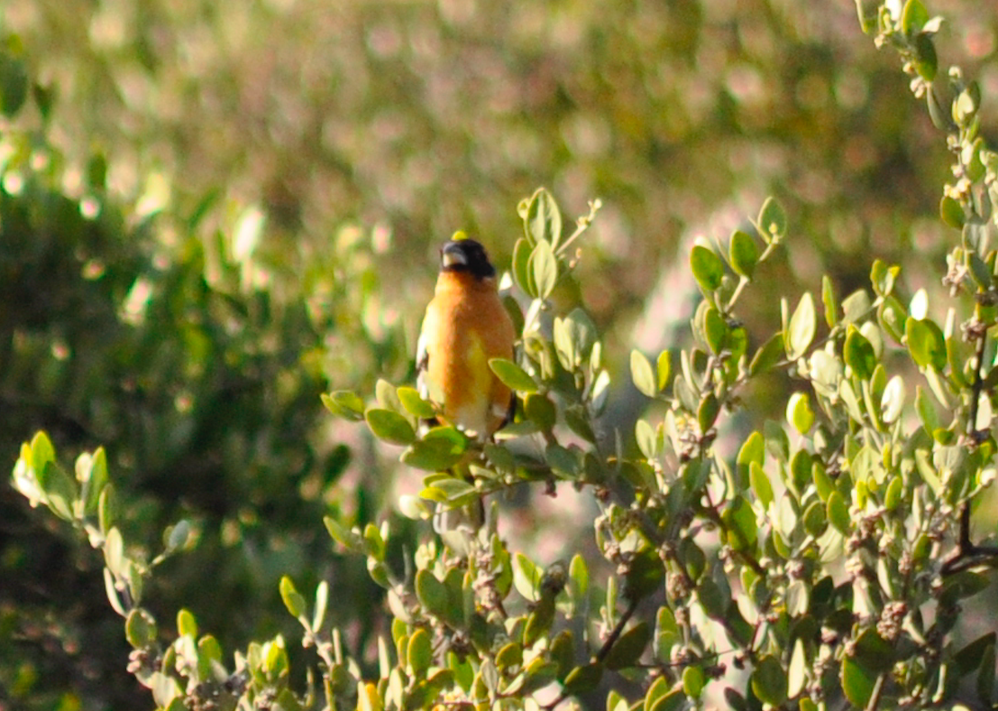 Black-headed Grosbeak - ML222794321