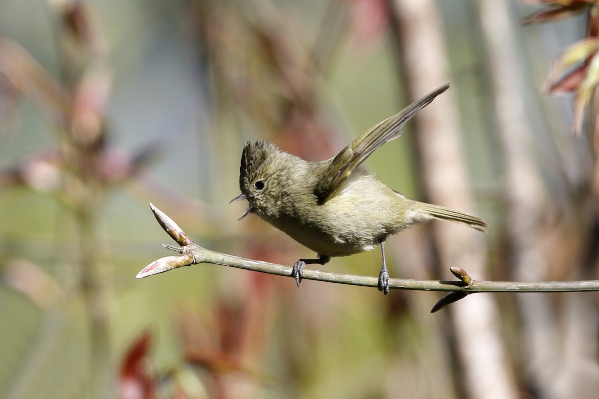 Yellow-browed Tit - ML222794481