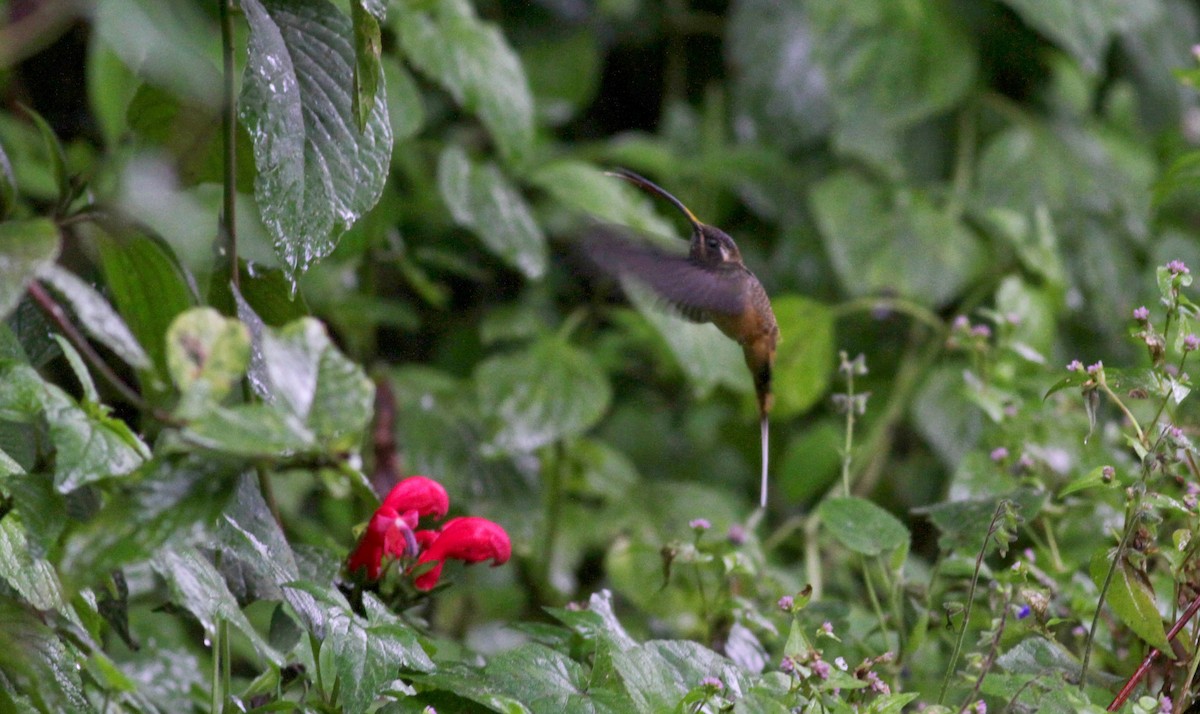 Ржавчатый колибри-отшельник - ML22279521