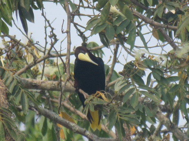 Chestnut-headed Oropendola - ML222797891