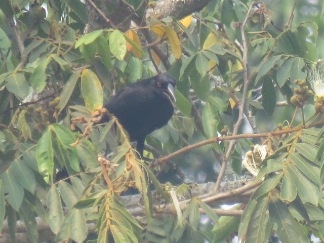 Giant Cowbird - ML222797921